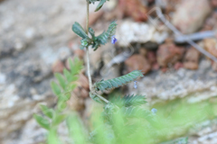 Rungia repens